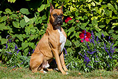 DOG 01 LS0116 01
Head Shot Of Boxer Sitting On Lawn By Hibiscus And Autumn Flowers