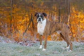 DOG 01 LS0117 01
Male Boxer Standing On Frosty Grass By Lake In Autumn