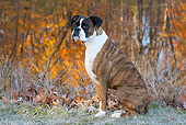 DOG 01 LS0118 01
Male Boxer Sitting On Frosty Grass By Lake In Autumn