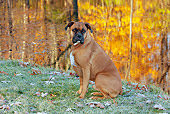 DOG 01 LS0119 01
Male Boxer Sitting On Frosty Grass By Lake In Autumn