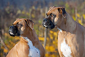 DOG 01 LS0120 01
Close-Up Of Male Boxers By Lake In Autumn