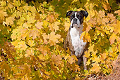 DOG 01 LS0122 01
Male Boxer Sitting In Autumn Leaves
