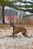 DOG 01 LS0125 01
Boxer Standing On Frosty Grass By Barn