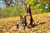 DOG 01 LS0127 01
Two German Shepherds In Autumn Leaves