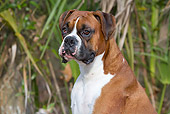 DOG 01 LS0130 01
Portrait Of Young Boxer Sitting In Leaves Palmetto, Florida