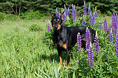 DOG 01 LS0133 01
Doberman Pinscher Standing In Tall Grass And Lupine