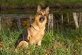 DOG 01 LS0135 01
German Shepherd Sitting On Grass By Pond