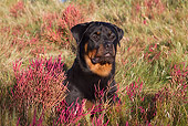 DOG 01 LS0136 01
Rottweiler Sitting In Glasswort And Salt Grass In Marsh
