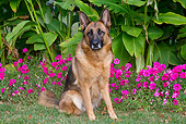 DOG 01 LS0138 01
German Shepherd Sitting On Grass By Pink Flowers