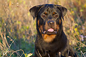 DOG 01 LS0147 01
Head Shot Of Rottweiler Among Autumn Asters And Goldenrod In Salt Marsh