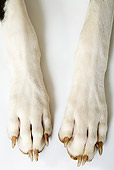 DOG 01 MH0001 01
Close-Up Of Great Dane's Front Paws On White Seamless