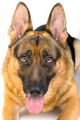 DOG 01 MR0009 01
Head On Close-Up Of German Shepherd Laying On White Seamless Studio