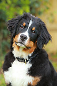 DOG 01 NR0037 01
Head Shot Of Bernese Mountain Dog Sitting