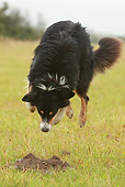 DOG 01 NR0045 01
Border Collie Jumping On Grass Pouncing Dirt Mound