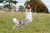 DOG 01 NR0053 01
Border Collie Catching Frisbee On Grass Field