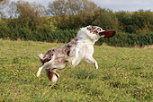 DOG 01 NR0054 01
Border Collie Catching Frisbee On Grass Field