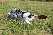 DOG 01 NR0056 01
Border Collie Catching Frisbee On Grass Field