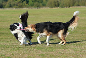 DOG 01 NR0057 01
Border Collie And Mixed Breed Dog Playing With Rope On Grass Field