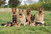 DOG 01 NR0058 01
Group Of German Shepherds On Grass Field