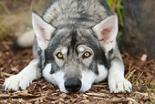 DOG 01 NR0060 01
Portrait Of Alaskan Malamute Laying On Tan Bark