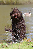 DOG 01 NR0061 01
Portuguese Water Dog Emerging From Lake