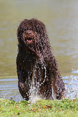 DOG 01 NR0062 01
Portuguese Water Dog Emerging From Lake