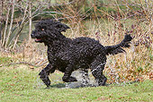 DOG 01 NR0063 01
Portuguese Water Dog Emerging From Lake