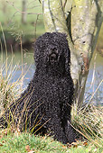 DOG 01 NR0064 01
Portuguese Water Dog Sitting On Grass By Lake And Tree