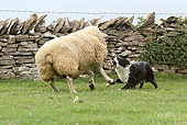 DOG 01 NR0069 01
Border Collie Herding Sheep In Pasture