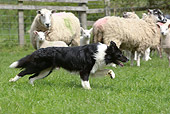 DOG 01 NR0070 01
Border Collie Herding Sheep In Pasture
