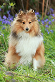 DOG 01 NR0071 01
Shetland Sheepdog Sitting On Grass By Violet Flowers