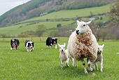 DOG 01 NR0072 01
Border Collies Herding Sheep And Lambs In Pasture
