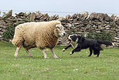 DOG 01 NR0074 01
Border Collie Herding Sheep In Pasture