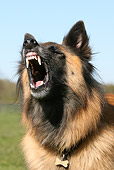 DOG 01 NR0077 01
Head Shot Of German Shepherd Barking