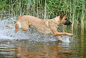 DOG 01 NR0079 01
Belgian Malinois Splashing Through Water Profile