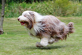 DOG 01 NR0084 01
Bearded Collie Running Through Field Profile
