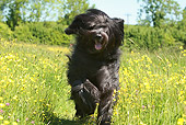 DOG 01 NR0085 01
Briard Running Through Meadow Of Wildflowers