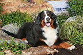 DOG 01 NR0088 01
Bernese Mountain Dog Laying On Dirt By Pond