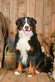 DOG 01 NR0090 01
Bernese Mountain Dog Sitting On Wood Floor By Dried Flowers