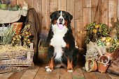 DOG 01 NR0091 01
Bernese Mountain Dog Sitting On Wood Floor By Dried Flowers
