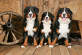 DOG 01 NR0094 01
Three Bernese Mountain Dogs Sitting On Wood Floor By Hay Bales