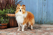 DOG 01 NR0100 01
Shetland Sheepdog Standing On Brick By Plants