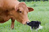 DOG 01 NR0104 01
Border Collie Sniffing Cow In Grass