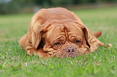 DOG 01 NR0105 01
Dogue De Bordeaux Resting On Grass