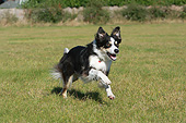 DOG 01 NR0106 01
Border Collie Running Through Field