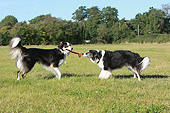 DOG 01 NR0107 01
Two Border Collies Playing Tug Of War On Grass