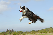 DOG 01 NR0108 01
Border Collie Fetching Toy On Grass