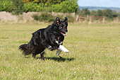 DOG 01 NR0109 01
Border Collie Running Through Field