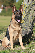 DOG 01 NR0110 01
Portrait Of German Shepherd Sitting By Tree