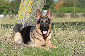 DOG 01 NR0111 01
German Shepherd Laying By Tree